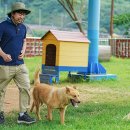 진도개테마파크 ( Dog스포츠(평일)어울마당) 이미지