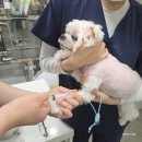 동물병원 유피 이미지