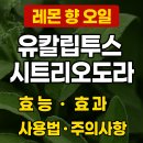 레몬 향 가득한 치유의 오일, 유칼립투스 시트리오도라(Eucalyptus citriodora) 완전정리. 이미지