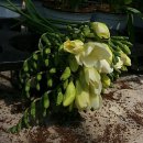 피네농장 이미지