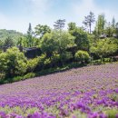 연천 허브빌리지 라벤더 축제 2019 이미지