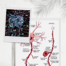 뉴런 (Neuron)~ 이미지