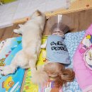 래미