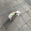 똥강아지 애견샵 | 성신여대 애견미용샵, 옹심이네살롱에서 으름이 애견미용 받은 내돈내산 솔직후기(´▽`ʃ♡ƪ)