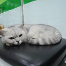 트레벨동물병원 이미지