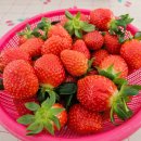 이현농장 | [고양] 이현딸기농장 다녀왔어요^^