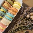 더마카롱 이미지