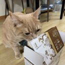 경기한펫 | 고양이 습식사료 추천<펫쥬르 프리미엄 경독고 영양스튜> 고양이 먹이 영양식