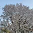 긴고랑지구 | ^ 아차산 용마산/ 200415.수/ 2020