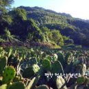 청옥산분말 이미지