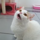 스타펫미팅 이미지