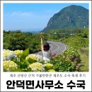 화순곶자왈 | 제주 산방산 근처 가볼만한곳 안덕면사무소 수국길 제주도 수국축제 후기
