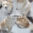 오포레