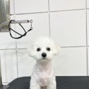 하루가다르개 이미지