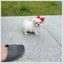 멜로디펍스 | 대구강아지 한 마리 키우려고 데리고 왔어요 멜로디펍스 후기