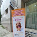 디어댕댕 이미지