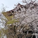 꽃향기떡내음 | 🌸 야간버스 타고 떠난 교토 청수사 벚꽃 만개 직관 후기 🐾