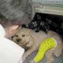 진접동물병원 이미지