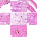 유럽산 농어와 숭어의 Caligus clemensi와 Vibrio alginolyticus 혼합감염 이미지