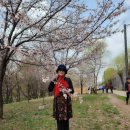 신답역에서 응봉산 개나리꽃구경 이미지