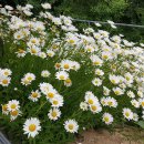 보화다원 이미지