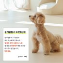 펫바이블 이미지