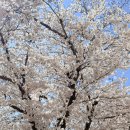 아산시노인종합복지관 | 봄봄 벚꽃놀이!! 아산 벚꽃명소 온양역길 벚꽃 산책로 &amp; 천안 벚꽃명소 원성천 벚꽃길