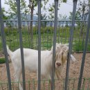 홍천염소농장 이미지