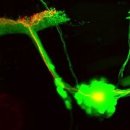 빛으로 신경 세포 되살리는 실험 성공 이미지
