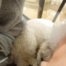 헤이독(HEY-DOG) 이미지