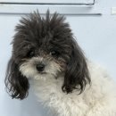 뽀살롱 | 진주애견미용, 테일러퍼피살롱 후기 오늘은 뽀 자랑입니다