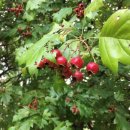 산사나무한의원 이미지