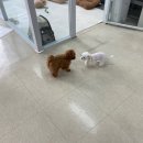 헬로퍼피1 이미지