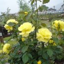 장미의거리13 이미지