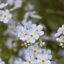물망초forgetmenot 이미지