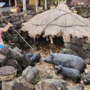 제주놀멍민박 이미지