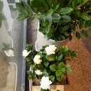 토프레소남원점 이미지