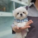 푸른들동물병원 이미지