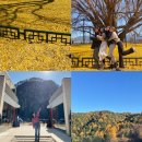 문막별장 | [원주]은행나무 명소 ‘원주 반계리 은행나무’🌳🍁(원주 1박2일 코스)