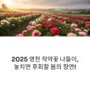 영천손한방병원 | 경북 영천 작약꽃 축제 완벽 가이드 (교통, 주차, 방문 후기)