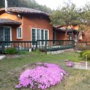 황토버섯 이미지