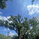 은행나무어린이집 | 🌲 감성 가득한 이탈리안 레스토랑, 파인트리스텀프 방문기 with 지인들과의 특별한 코스요리