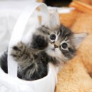 아담스펫 강아지분양 고양이분양 강남점 이미지