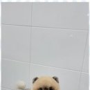 멍멍살롱 이미지