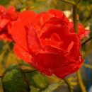 아침이슬 이미지