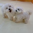 시우스쿨링 대화 이미지