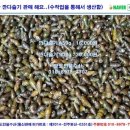 자연산다슬기