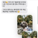 댕코롬 이미지