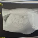 펫홈종합동물병원 이미지