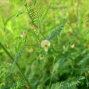 ﻿자귀풀 / Aeschynomene indica 이미지